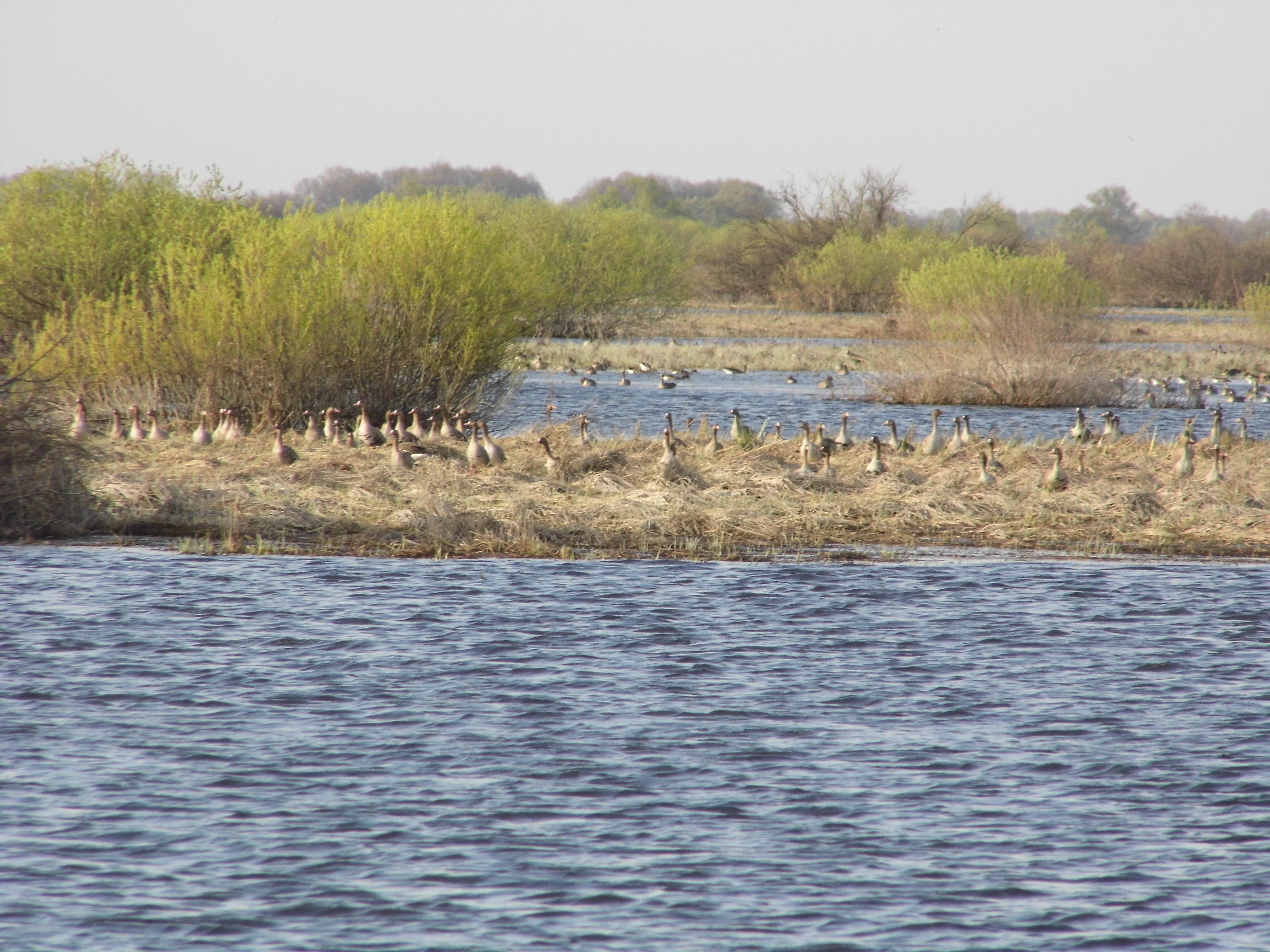 Migratory  geese.